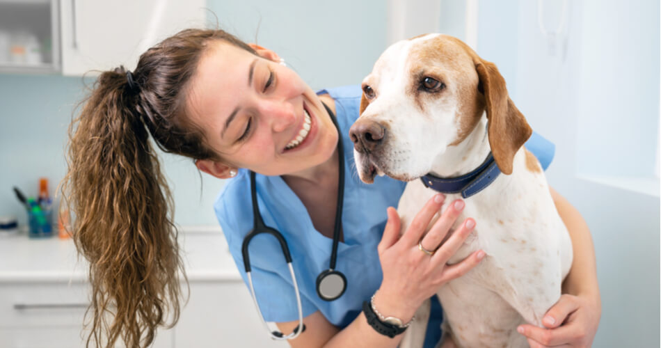 How Much Money Do Veterinarians Make In California